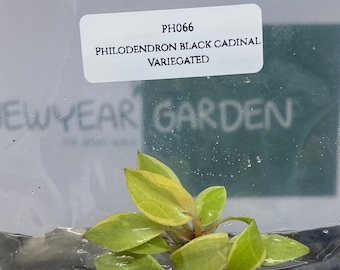Philodendron black cadinal variegated (1 plantlet/bag) Tissue culture