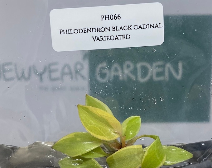 Philodendron black cadinal variegated (1 plantlet/bag) Tissue culture