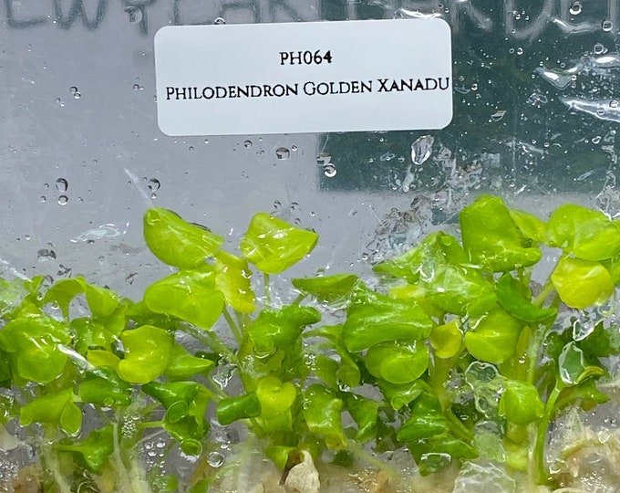 Philodendron Golden Xanadu (5 plantlets/bag) Tissue culture