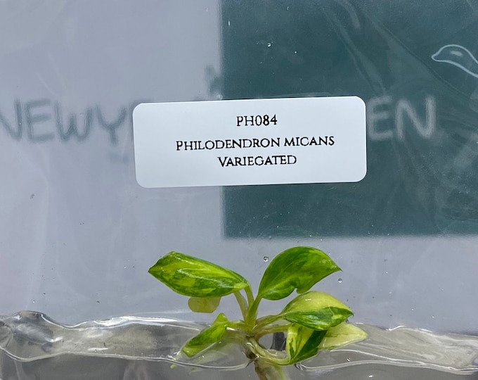 Philodendron micans Variegated (1 plantlet/bag) Tissue culture
