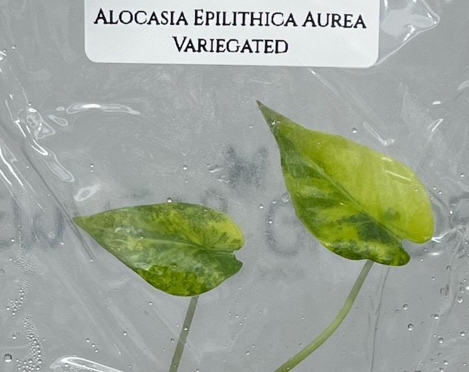 Alocasia Epilithica Aurea Variegated (1 item/bag) Tissue Culture