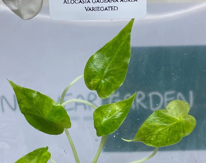 Alocasia gageana aurea Variegated (1 plantlet/bag) Tissue culture