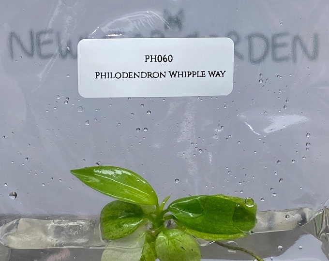 Philodendron Whipple way (1 plantlet/bag) Tissue culture