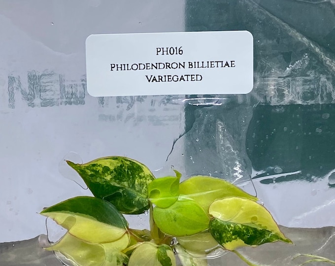 Philodendron billietiae Variegated (1 plantlet/bag) Tissue culture