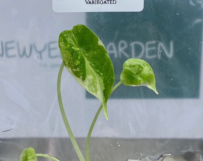 Alocasia dragon scale Variegated (1 plantlet/bag) Tissue culture