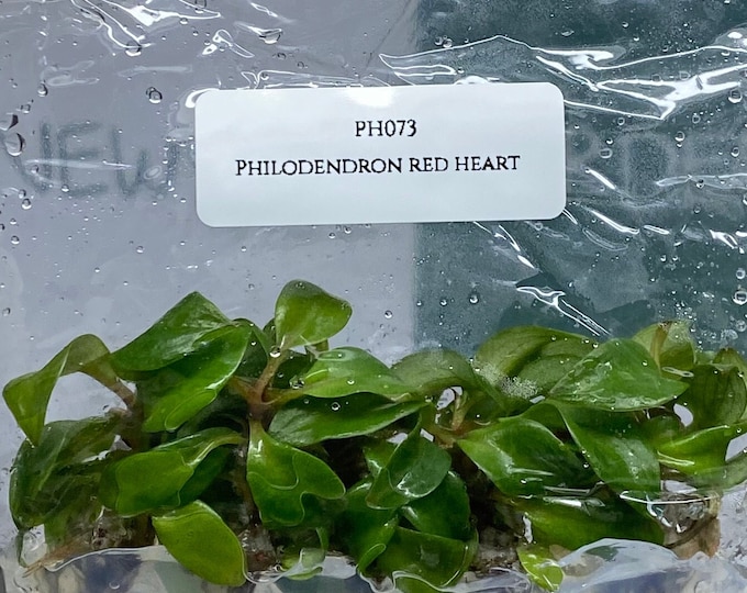 Philodendron red heart (5 plantlets/bag) Tissue culture