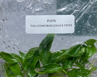 Philodendron Jungle Fever GREEN Tissue Culture (5 plants/bag)