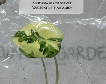 Alocasia Black Velvet Pink-Albo Variegated  Tissue Culture (1 item/bag)