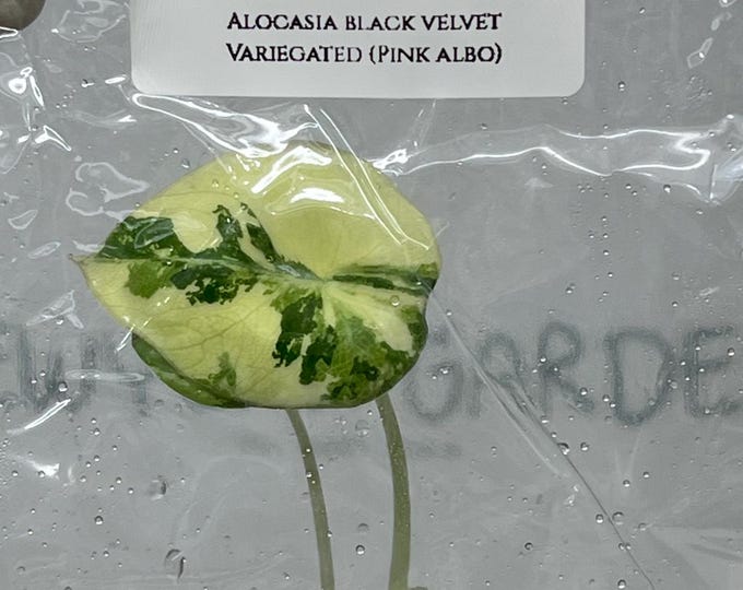 Alocasia Black Velvet Pink-Albo Variegated  (1 item/bag) Tissue Culture