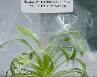 Homalomena Rubescens "Star" Var. (Mutation) (1 plantlet/bag) Tissue culture