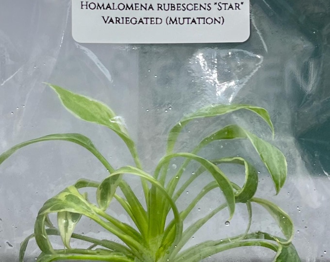 Homalomena Rubescens "Star" Var. (Mutation) (1 plantlet/bag) Tissue culture
