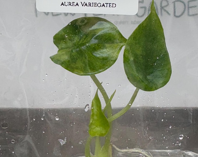 Alocasia dragon's breath aurea Variegated (1 plantlet/bag) Tissue culture