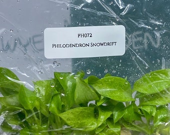 Philodendron Snowdrift (5 plants/bag) Tissue Culture