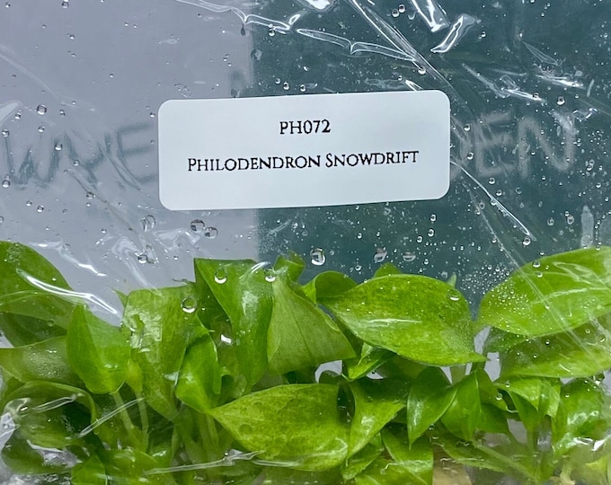 Philodendron Snowdrift (5 plantlets/bag) Tissue culture