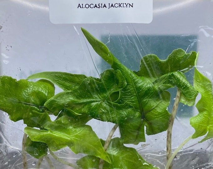 Alocasia Jacklyn (5 plantlets/bag) Tissue culture