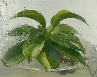 Philodendron Pedatum Variegated Tissue Culture (1 item/bag)