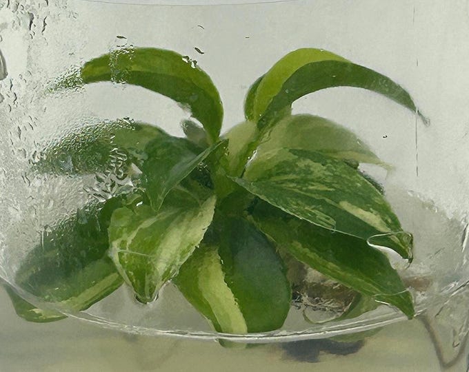Philodendron Pedatum Variegated (1 plantlet/bag) Tissue Culture