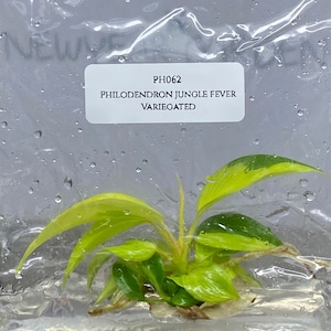 超希少❗️美斑❗️フィロデンドロン　ジャングルフィーバー　斑入り✨ Philodendron jungle fever - Etsy 日本