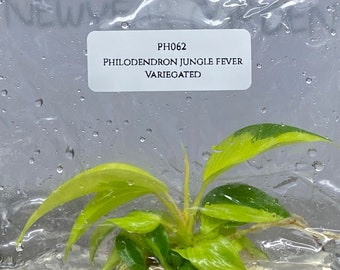 Philodendron Jungle Fever Variegated (1 item/bag) Tissue Culture