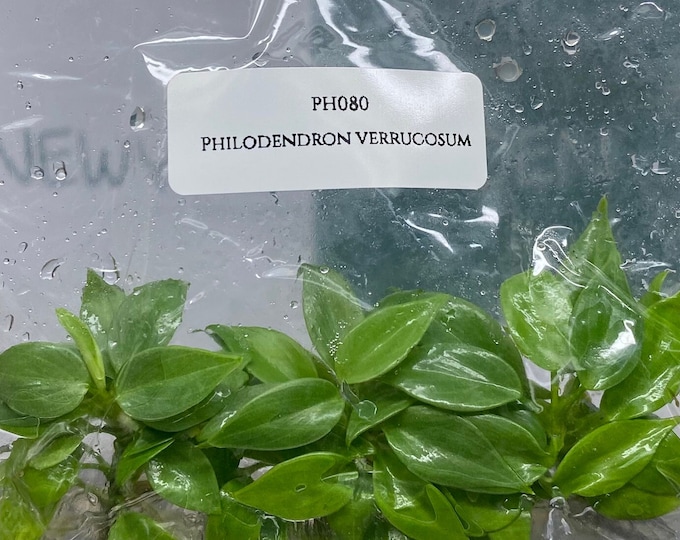 Philodendron verrucosum (5 plantlets/bag) Tissue culture