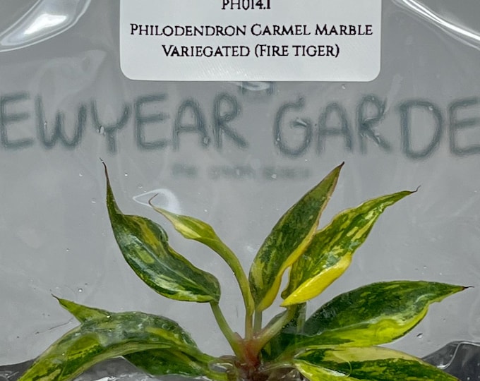Philodendron Carmel Marble Variegated Fire tiger (1 plantlet/bag) Tissue culture