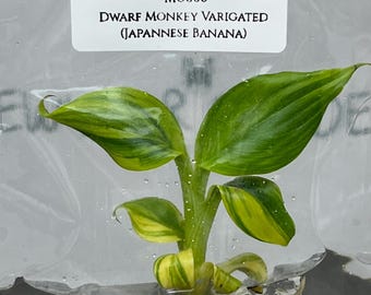 Dwarf Monkey Varigated (Japannese Banana) (1 plantlet/bag) Tissue culture