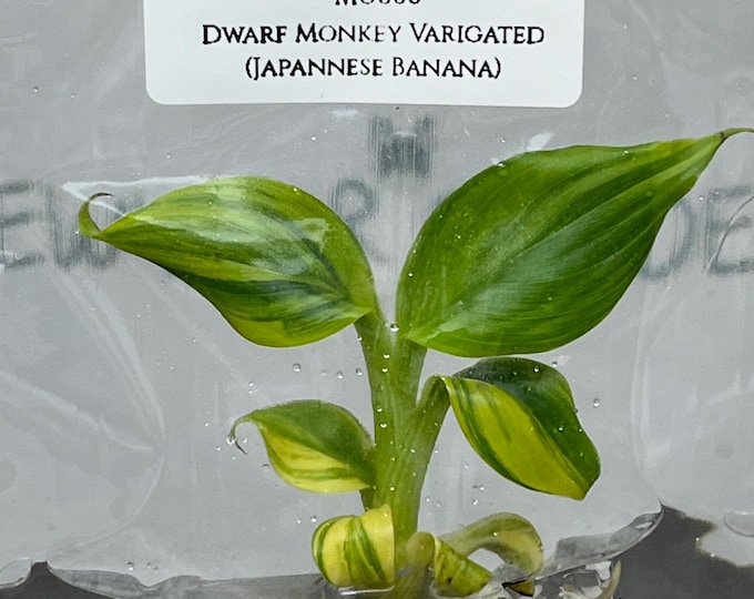 Dwarf Monkey Varigated (Japannese Banana) (1 plantlet/bag) Tissue culture
