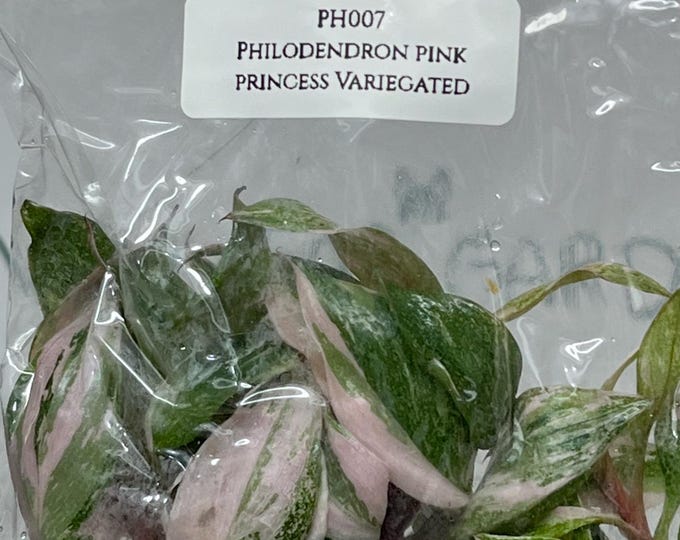 Philodendron Pink Princess Variegated (5 plants/bag) Tissue Culture