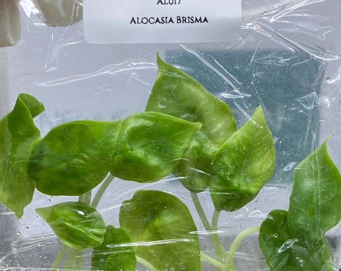 Alocasia Bisma (5 plantlets/bag) Tissue culture