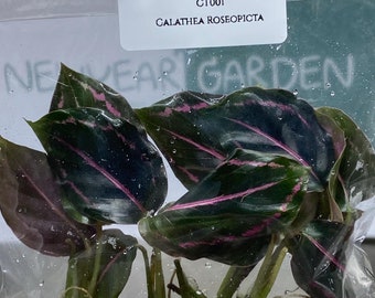 Calathea Roseopicta (5 plantlets/bags) Tissue culture