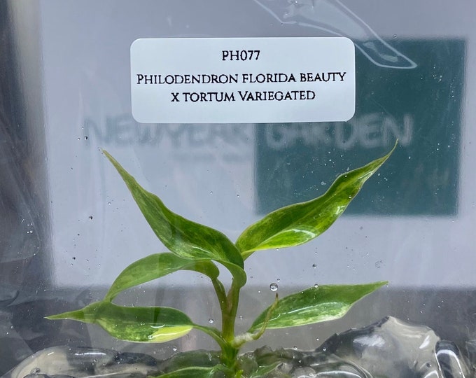 Philodendron florida beauty x tortum Var. (1 plantlet/bag) Tissue culture