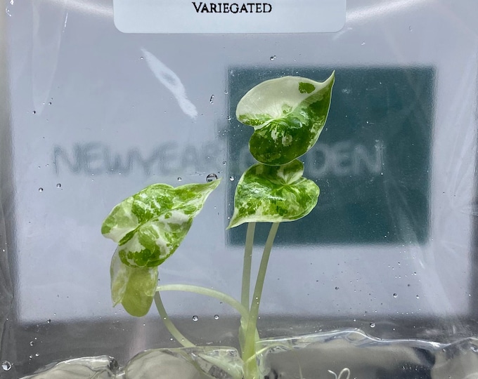 Alocasia frydex Variegated (1 plantlet/bag) Tissue culture