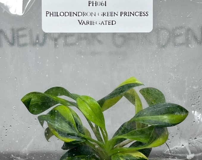 Philodendron Green Princess Variegated (1 plantlet/bag) Tissue culture