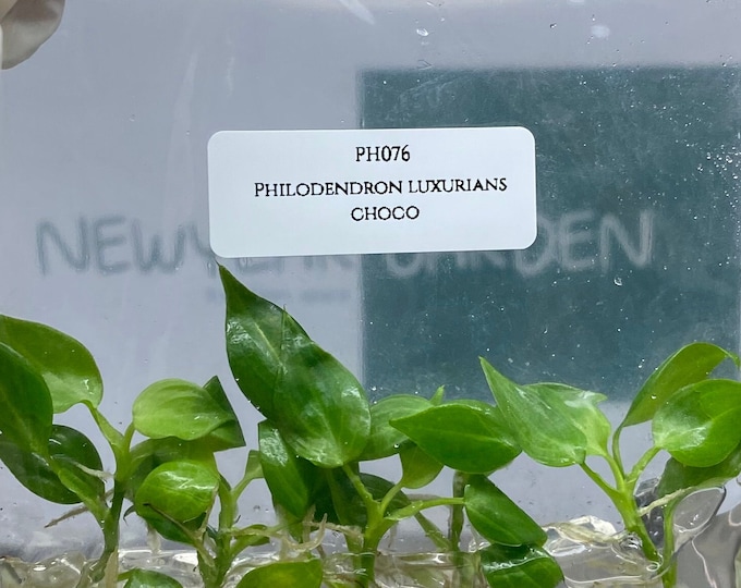 Philodendron luxurians choco (5 plantlets/bag) Tissue culture
