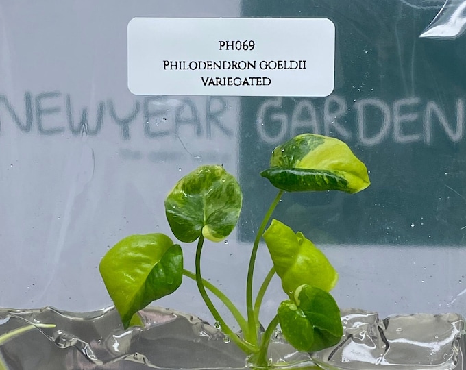 Philodendron goeldii variegated (1 plantlet/bag) Tissue culture