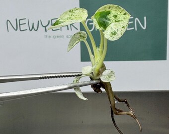 Epipremnum Marble  Tissue Culture (5 items/bag)