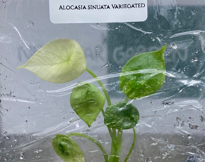 Alocasia sinuata Variegated (1 plantlet/bag) Tissue culture