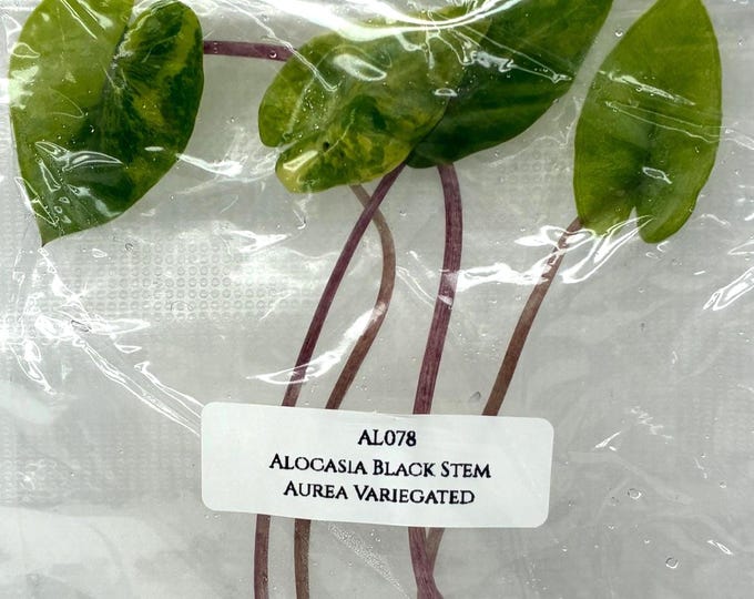 Alocasia Black Stem Aurea Variegated (1 plant/bag) Tissue Culture