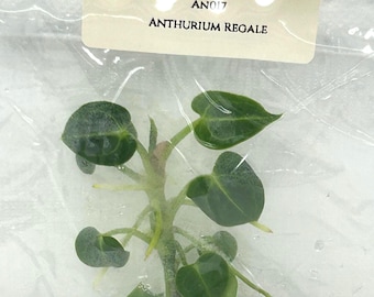 Anthurium Regale Tissue Culture (1 item/bag)