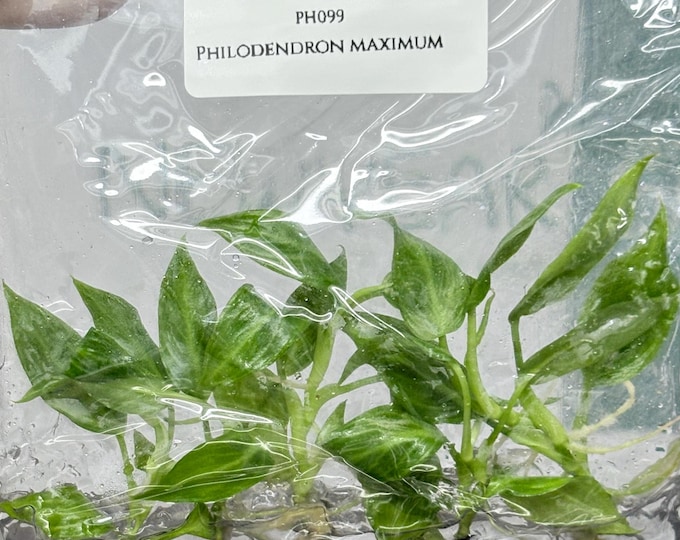 Philodendron Maximum (5 plants/bag) Tissue Culture
