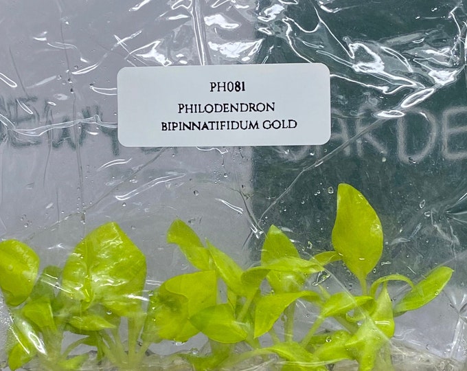 Philodendron bipinnatifidum gold (5 plantlets/bag) Tissue culture