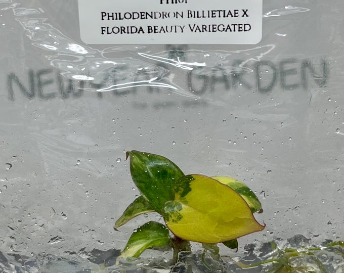 Philodendron Billietiae x Florida Beauty Variegated (1 item/bag) Tissue Culture