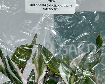 Philodendron Red Anderson Variegated (5 plants/bag) Tissue Culture