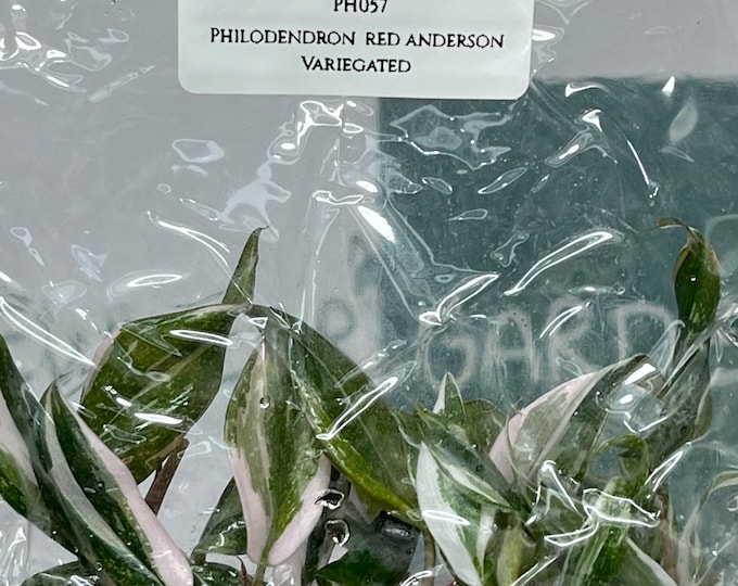 Philodendron Red Anderson Variegated (5 plants/bag) Tissue Culture