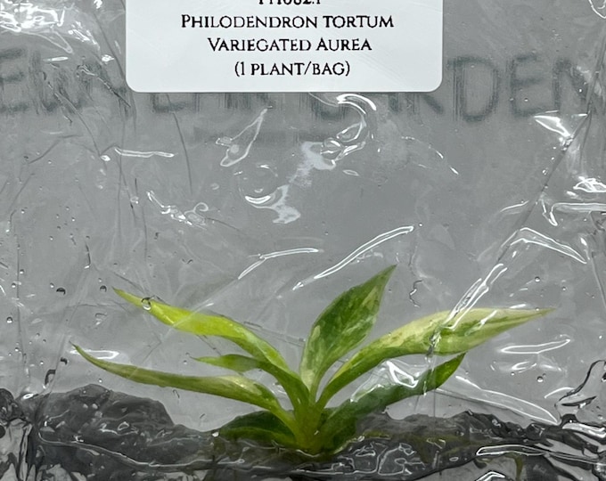 Philodendron Tortum Variegated Aurea (1 plant/bag) Tissue Culture