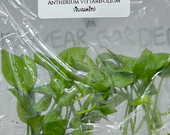 Anthurium Vittarifolium (ใบเนคไท) (5 plants/bag) Tissue Culture