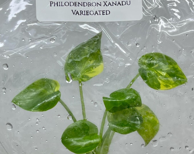 Philodendron Xanadu Variegted (1 plant/bag) Tissue Culture