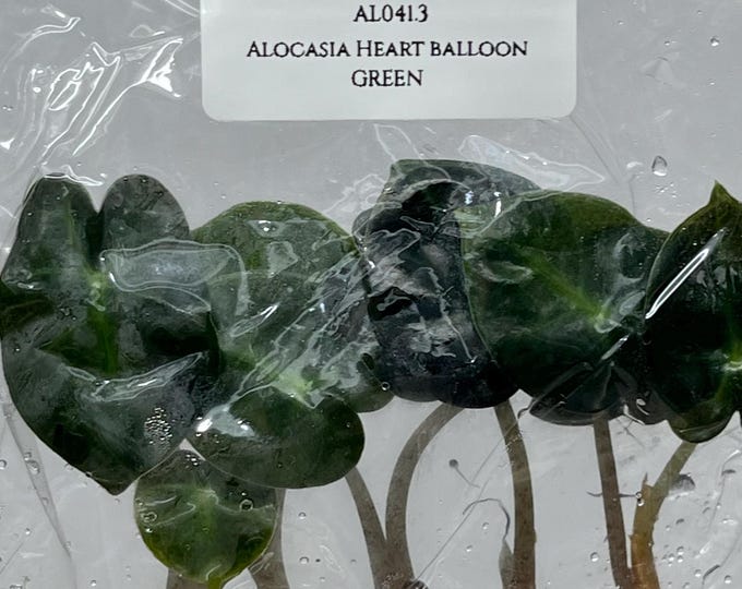 Alocasia Heart Balloon GREEN (5 items/bag) Tissue Culture