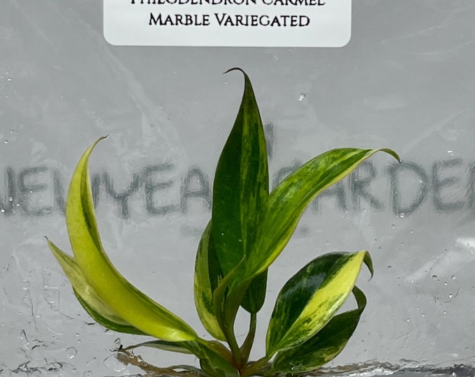 Philodendron Caramel Marble Variegated (1 plant/bag) Tissue Culture
