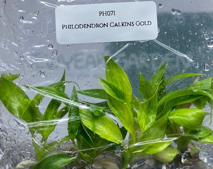 Philodendron Calkins Gold (5 plantlets/bag) Tissue culture